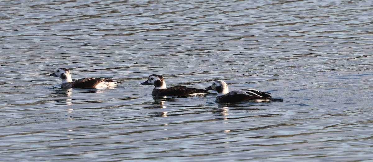 Long-tailed Duck - ML627780536