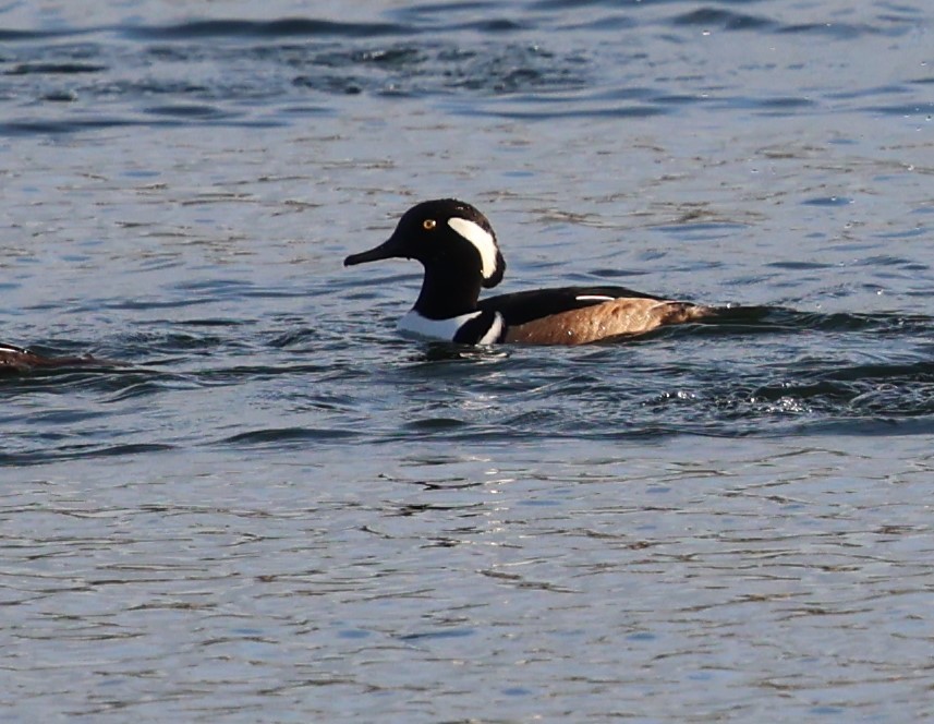 Hooded Merganser - ML627780541