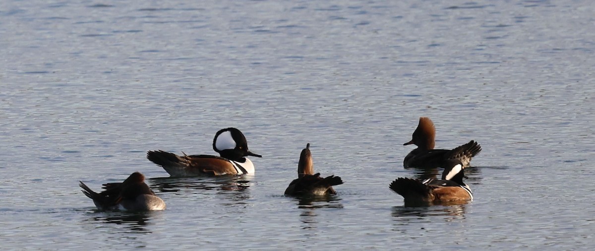 Hooded Merganser - ML627780542