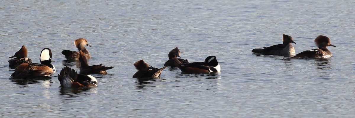 Hooded Merganser - ML627780543