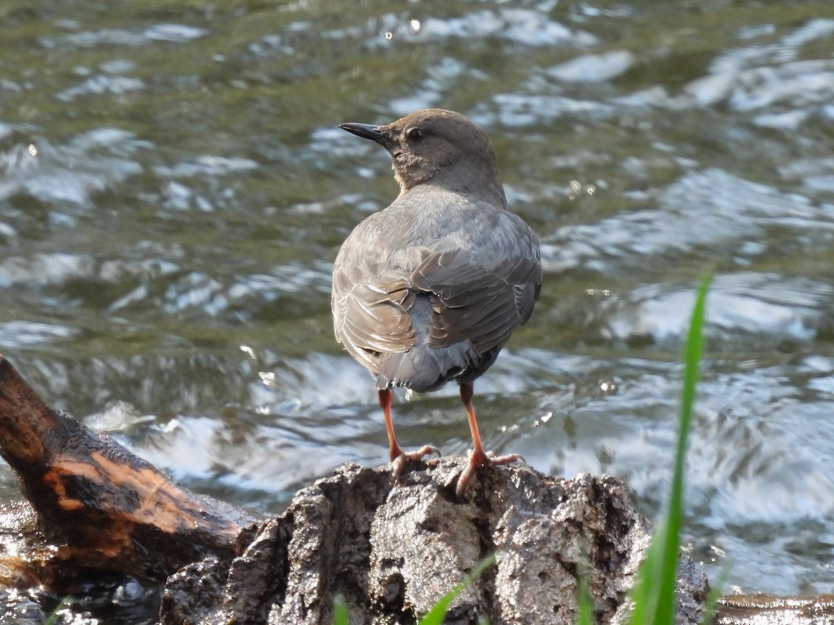 American Dipper - ML627780544