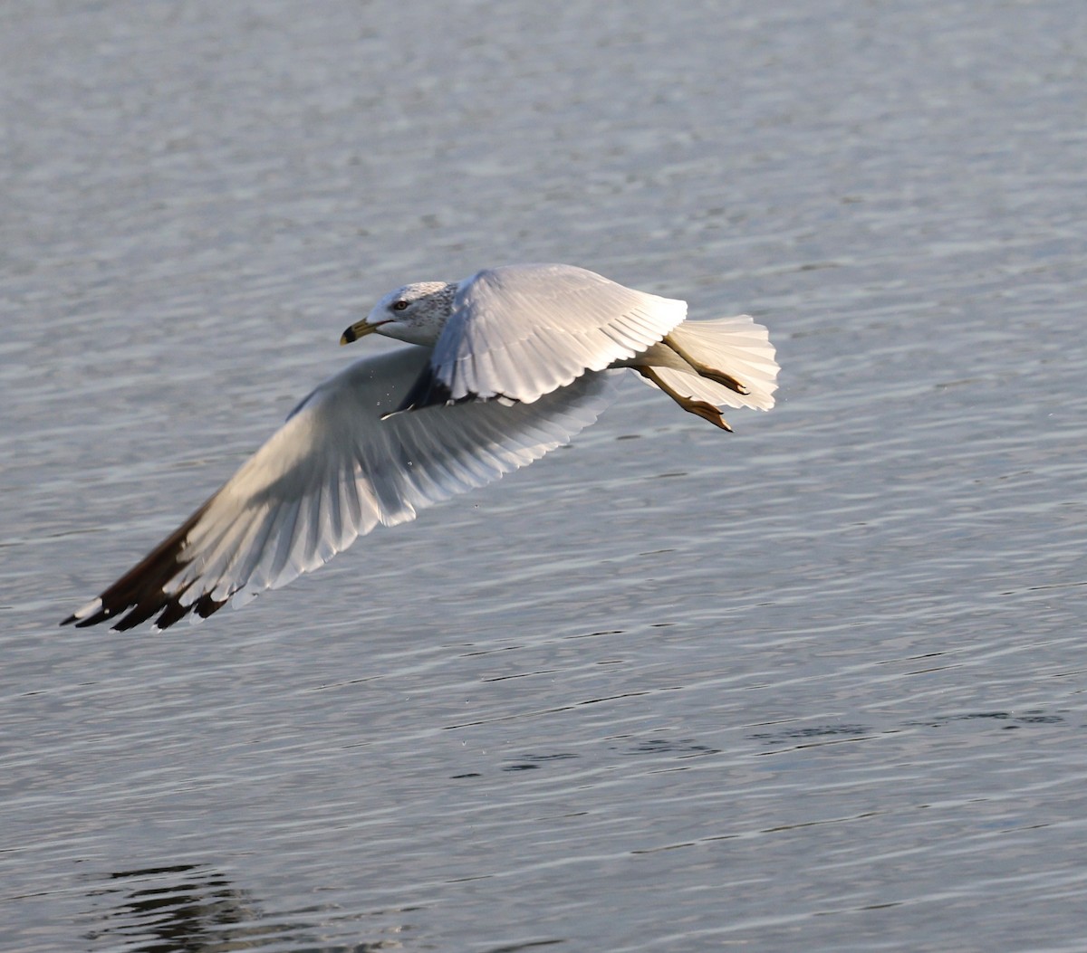 Ring-billed Gull - ML627780548