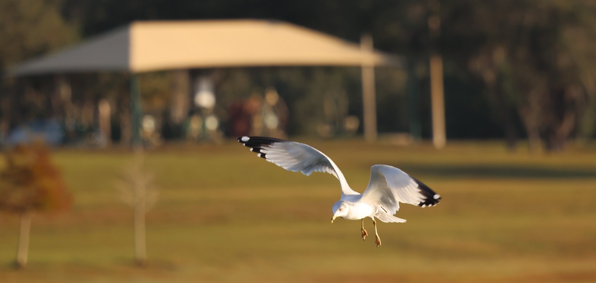 Ring-billed Gull - ML627780549