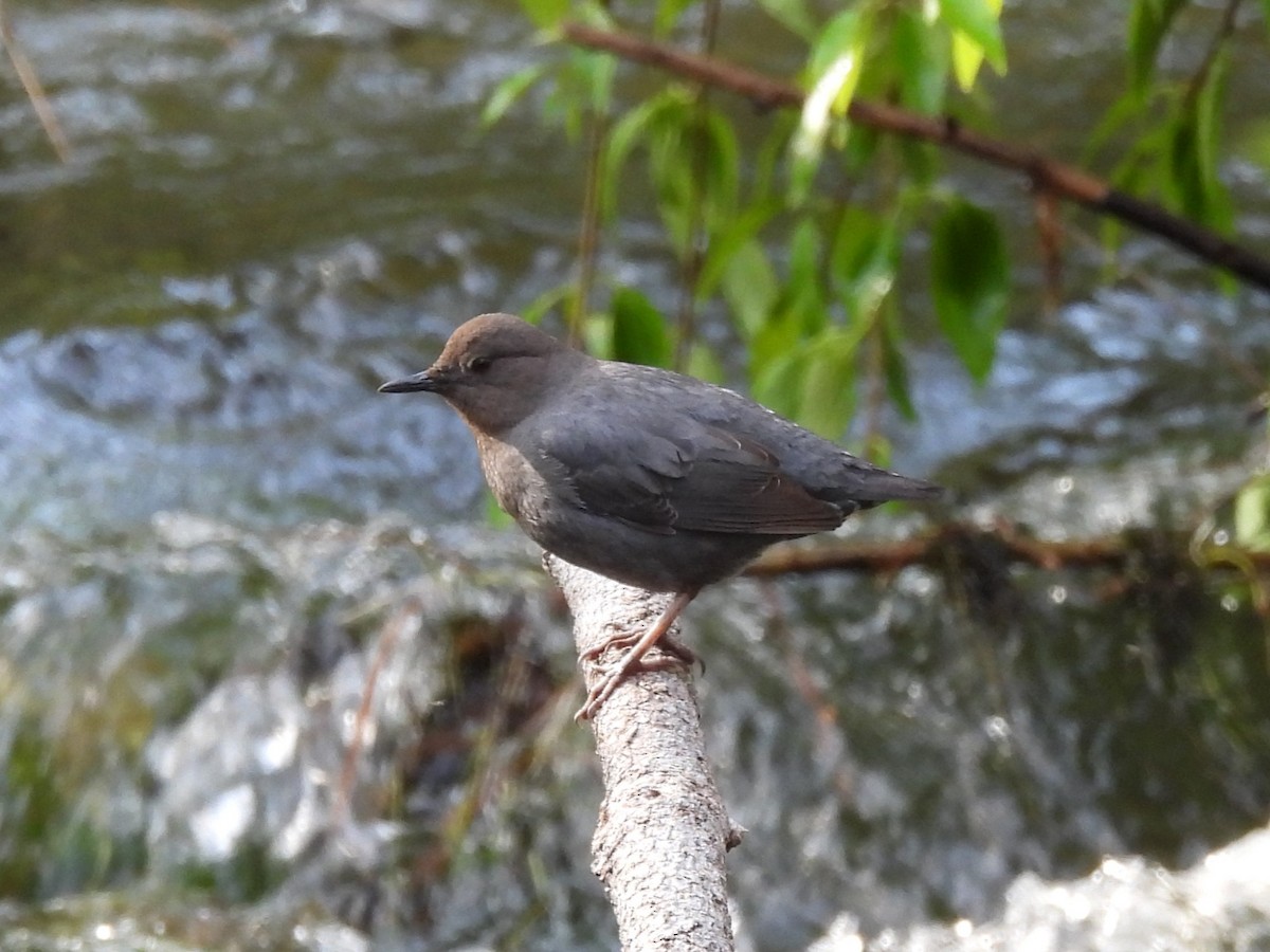 American Dipper - ML627780555