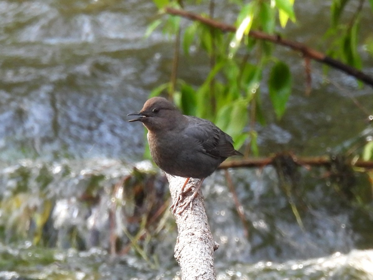 American Dipper - ML627780560