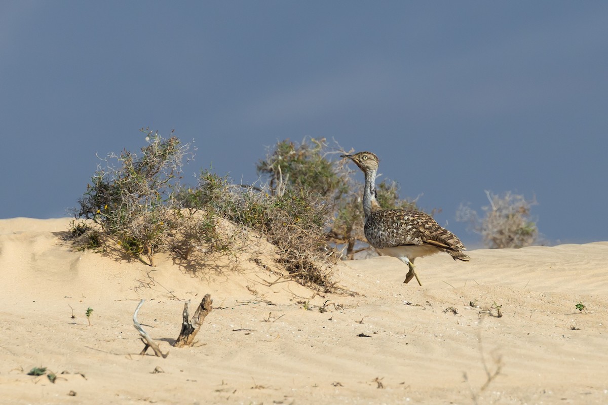 kragetrappe (fuertaventurae) - ML627780580