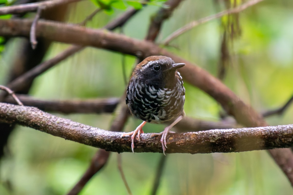 Squamate Antbird - ML627780598