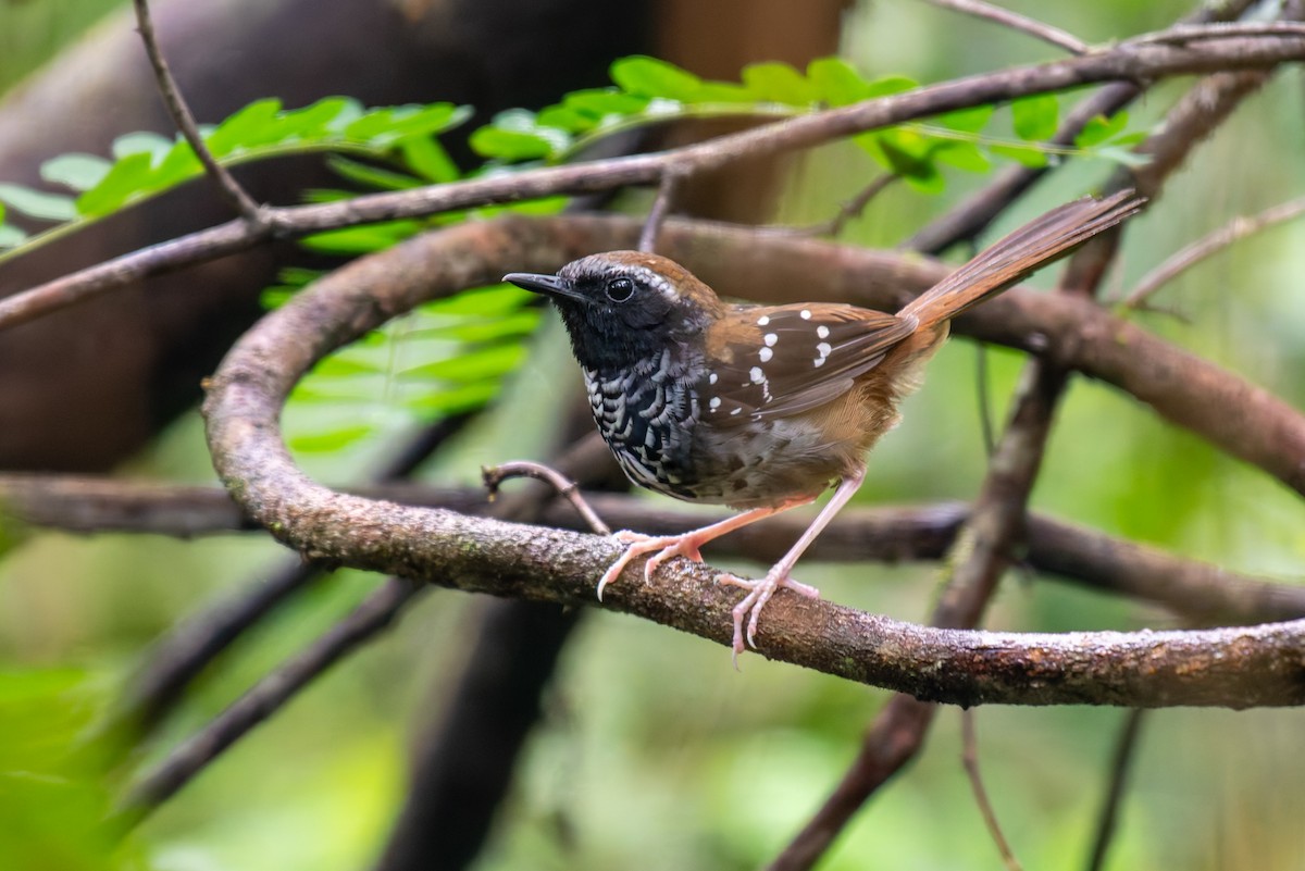 Squamate Antbird - ML627780599