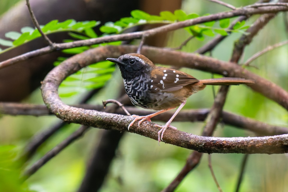 Squamate Antbird - ML627780600