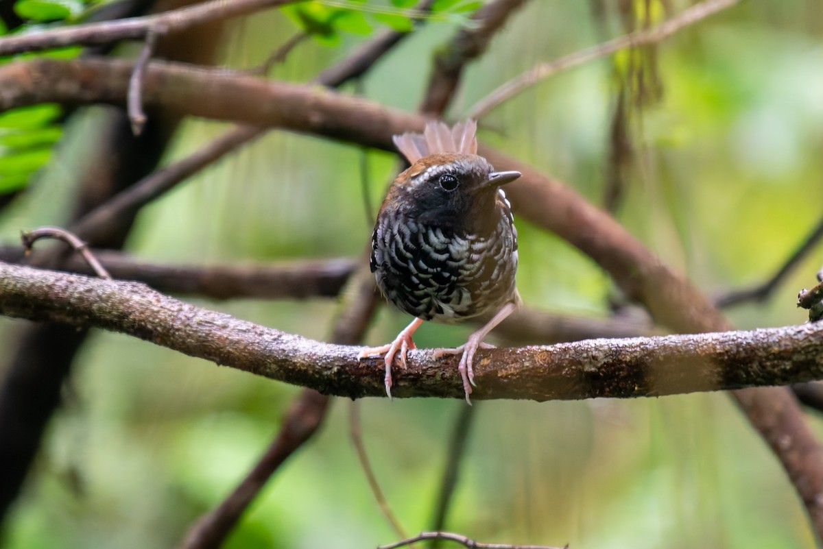 Squamate Antbird - ML627780601