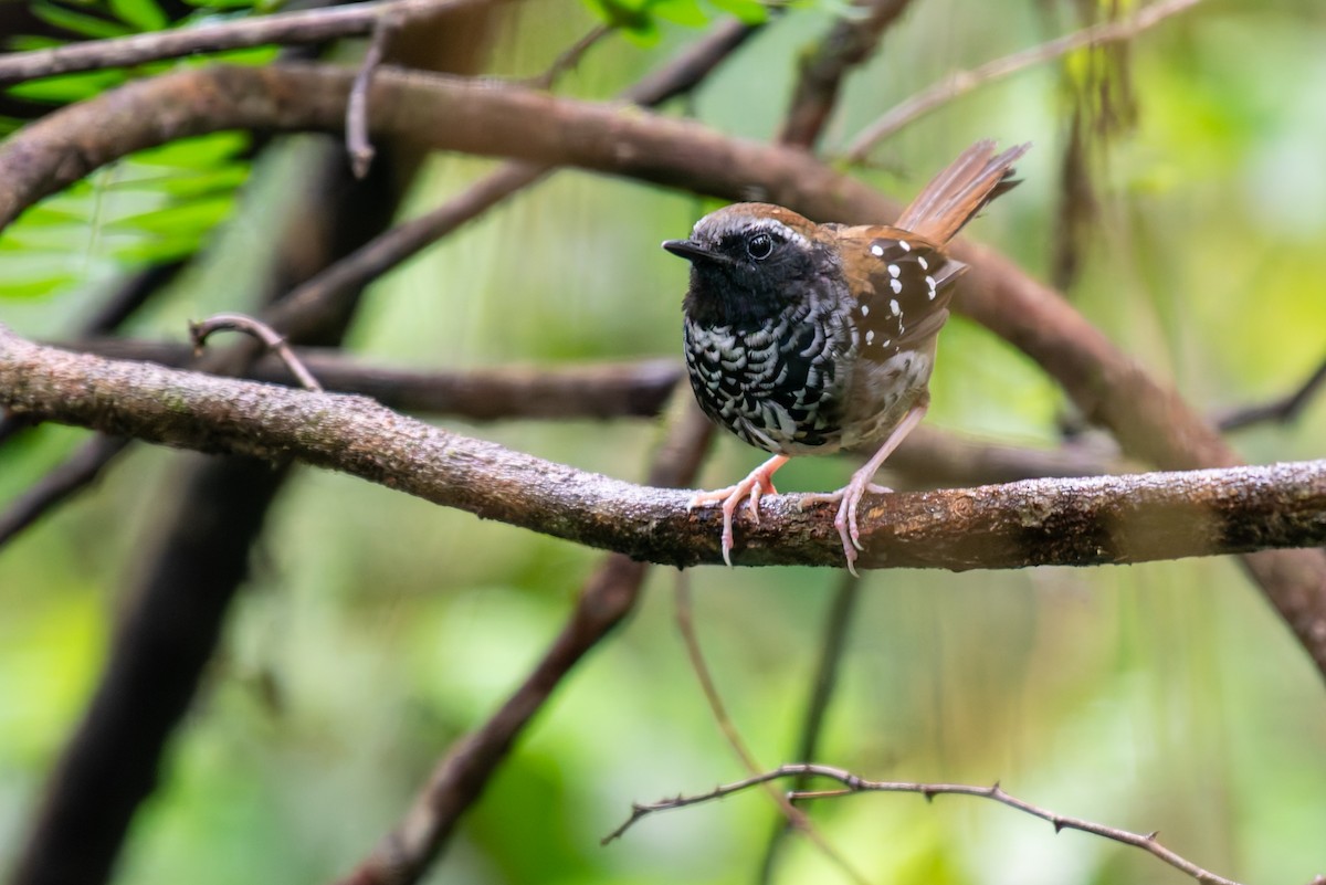 Squamate Antbird - ML627780602