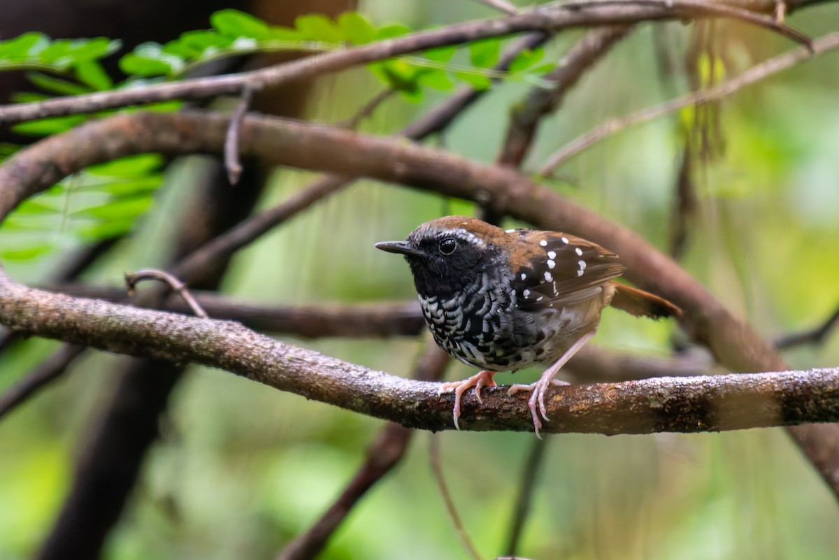 Squamate Antbird - ML627780603