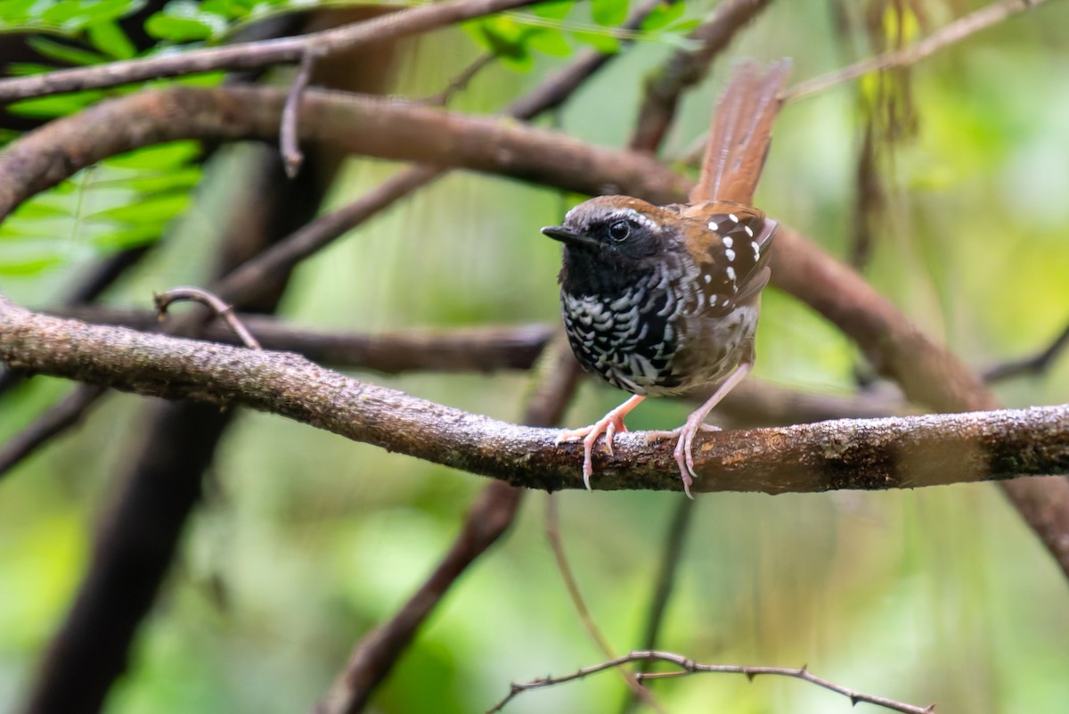 Squamate Antbird - ML627780604