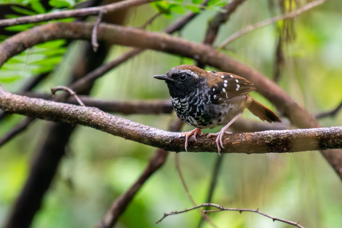 Squamate Antbird - ML627780605