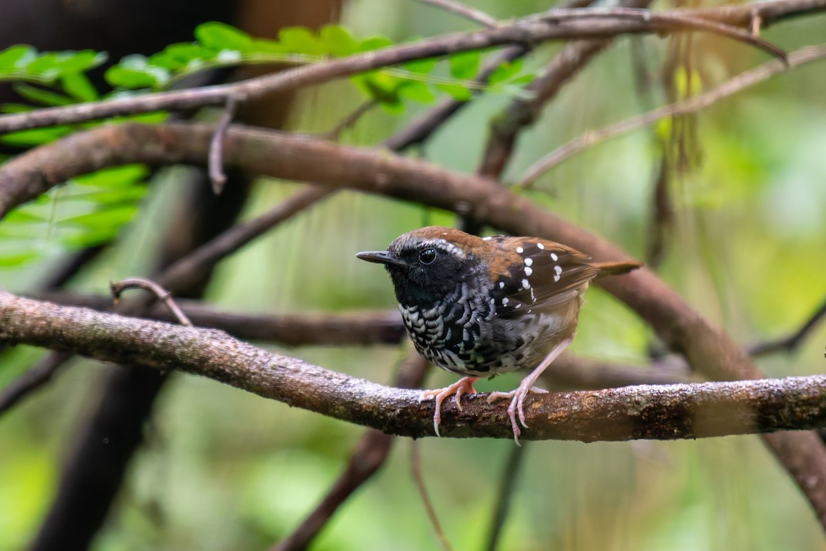 Squamate Antbird - ML627780606