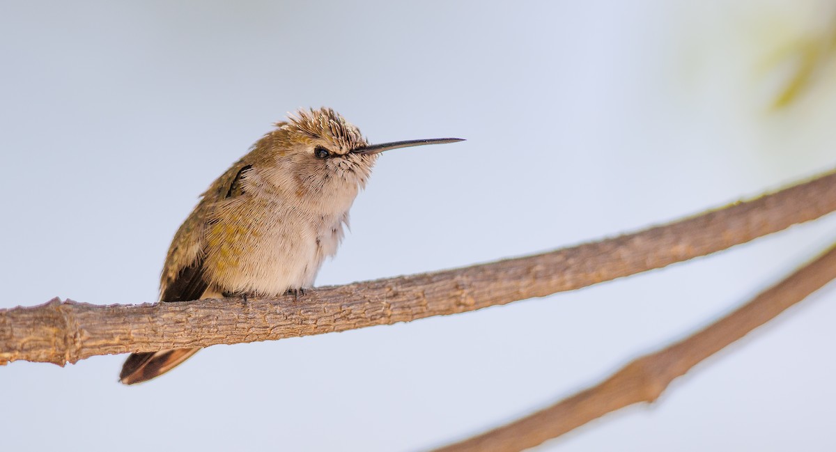 Costa's Hummingbird - ML627780610