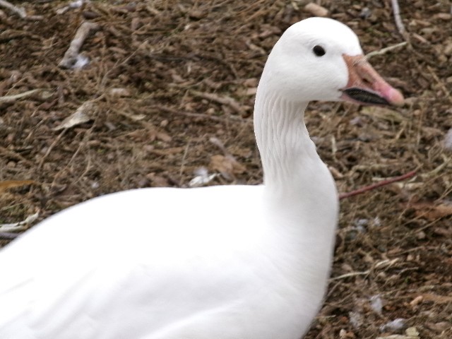 Snow Goose - ML627780643