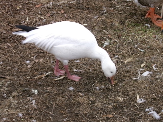 Snow Goose - ML627780644