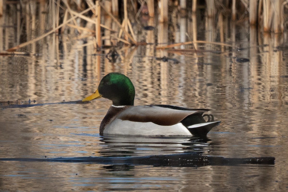 Зэрлэг нугас - ML627780645