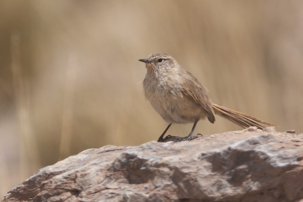 Cordilleran Canastero - ML627780668