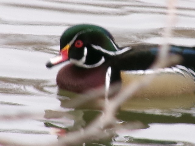 Wood Duck - ML627780687