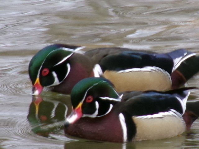 Wood Duck - ML627780688