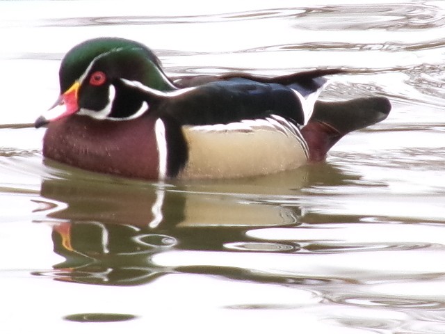 Wood Duck - ML627780689