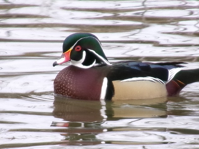 Wood Duck - ML627780690