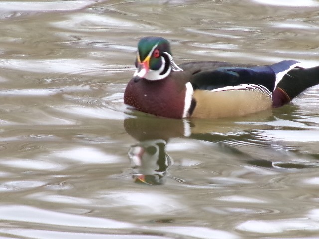 Wood Duck - ML627780691