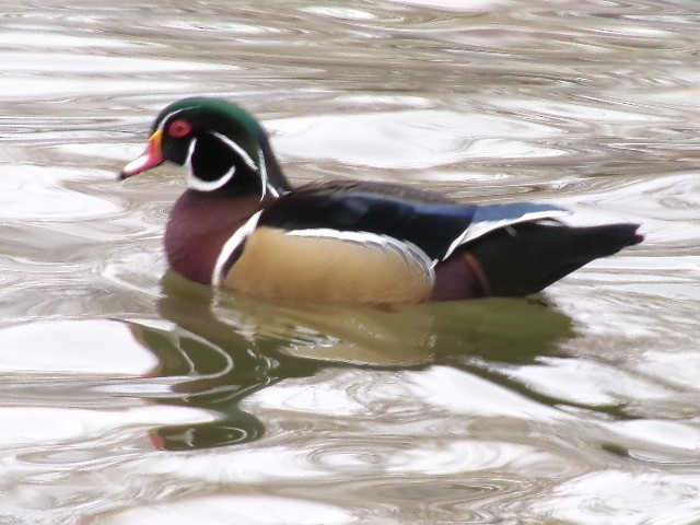 Wood Duck - ML627780692