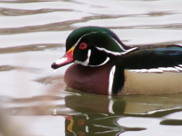 Wood Duck - ML627780693