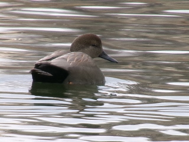 Gadwall - ML627780734