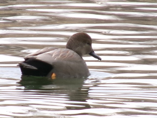 Gadwall - ML627780735