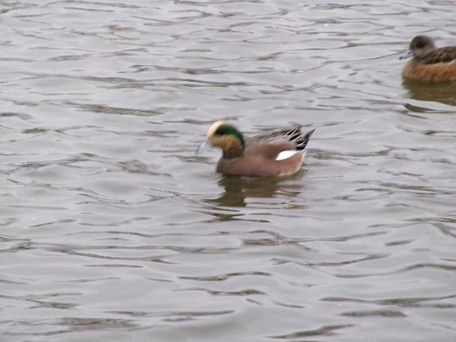 American Wigeon - ML627780749