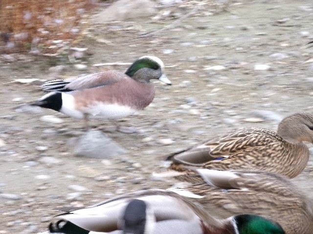 American Wigeon - ML627780750