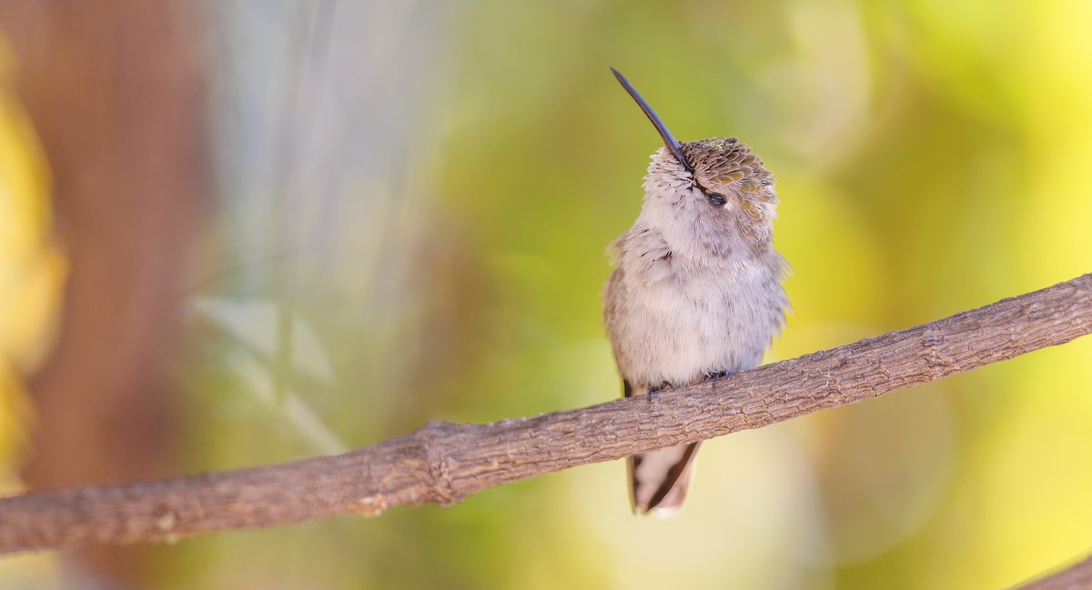 Costa's Hummingbird - ML627780764