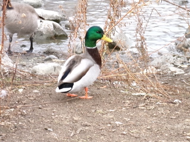 Mallard - ML627780776