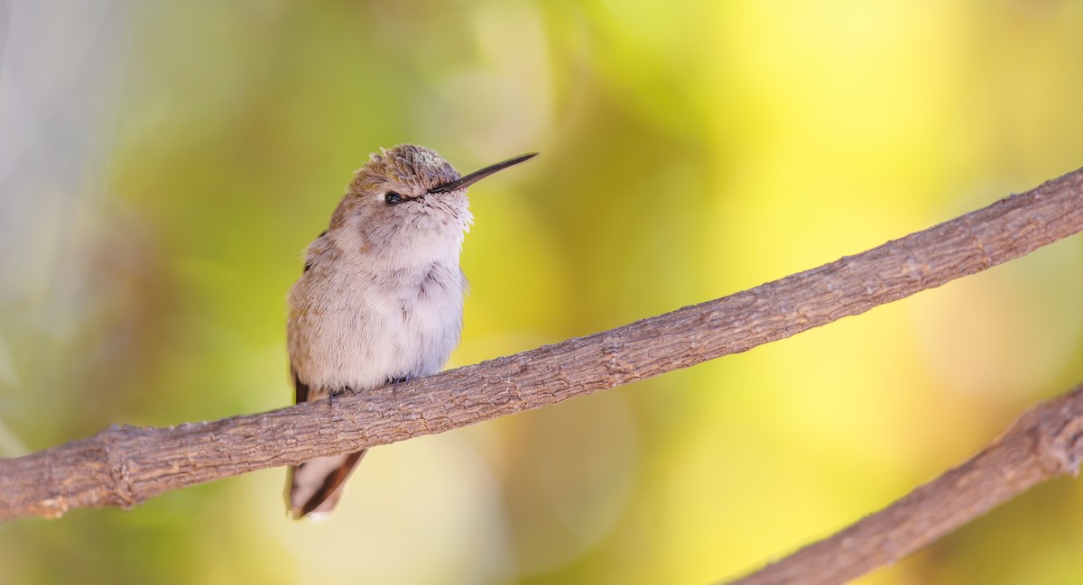 Costa's Hummingbird - ML627780828