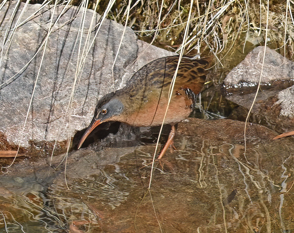 Virginia Rail - ML627780852