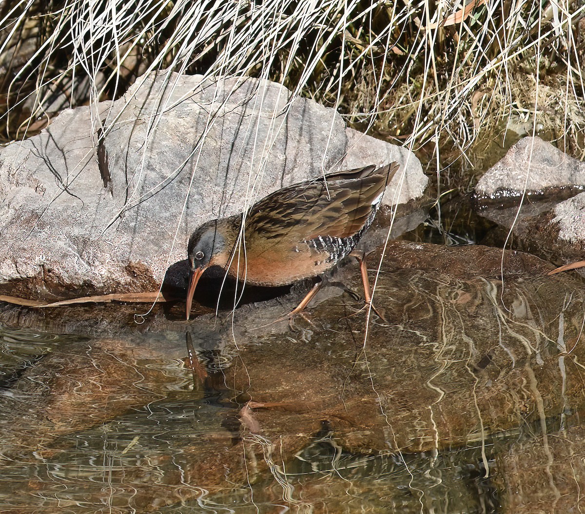 Virginia Rail - ML627780853