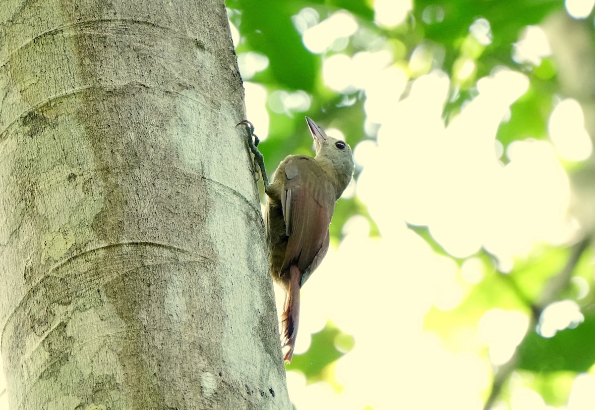 Uniform Woodcreeper (Uniform) - ML627780882