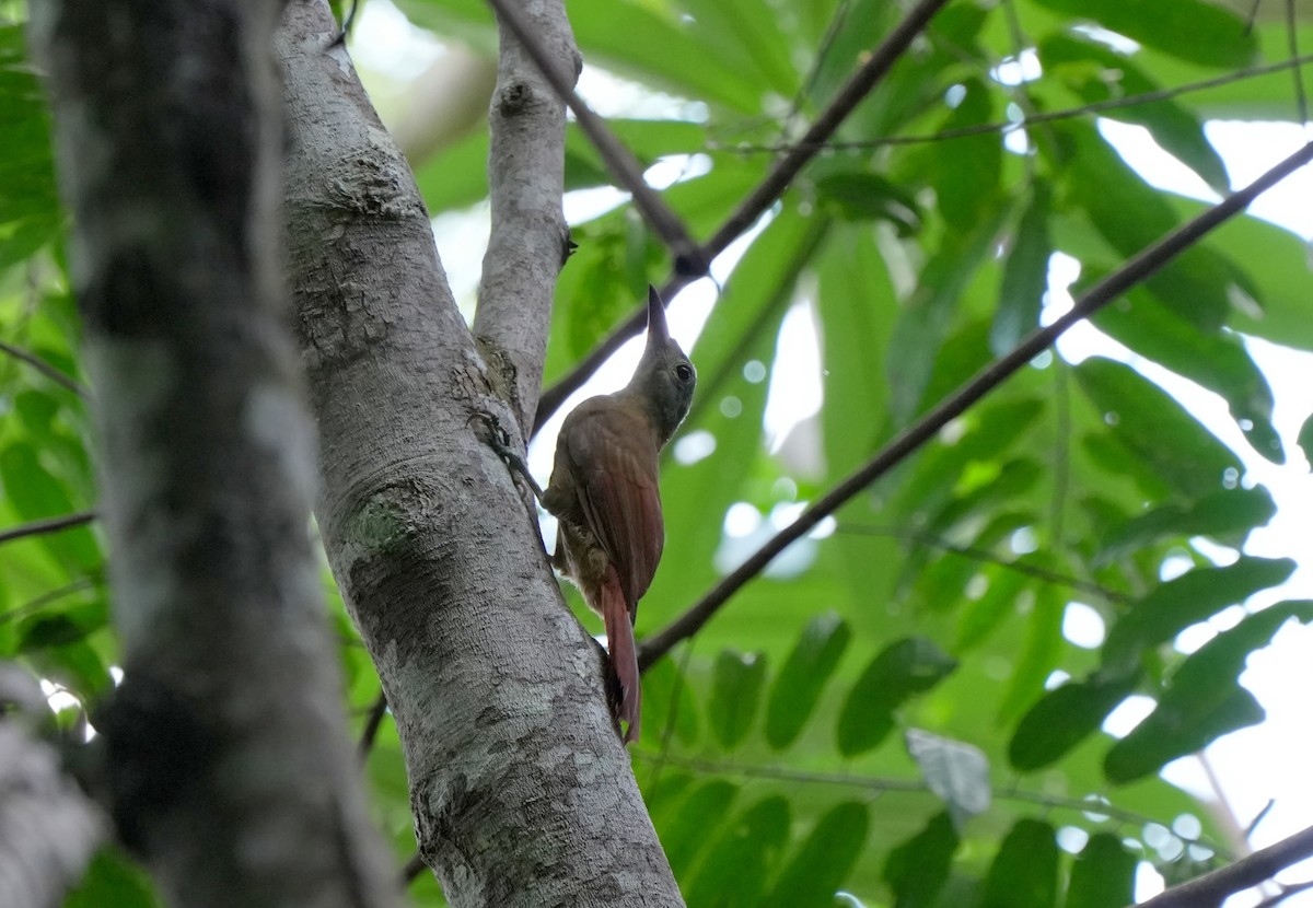 Uniform Woodcreeper (Uniform) - ML627780883