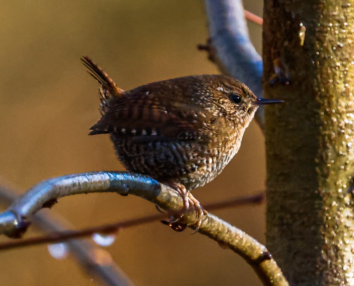 Winter Wren - ML627780915