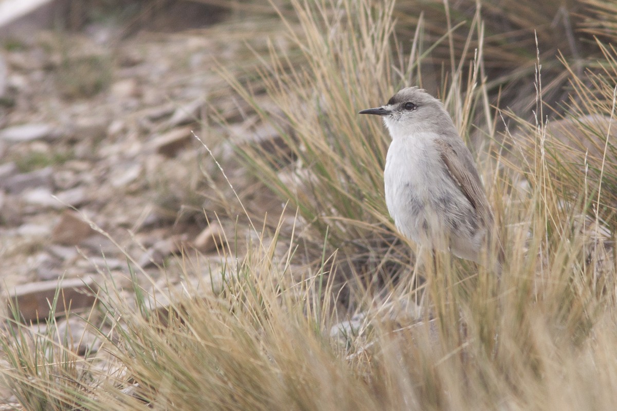 Black-fronted Ground-Tyrant - ML627781055