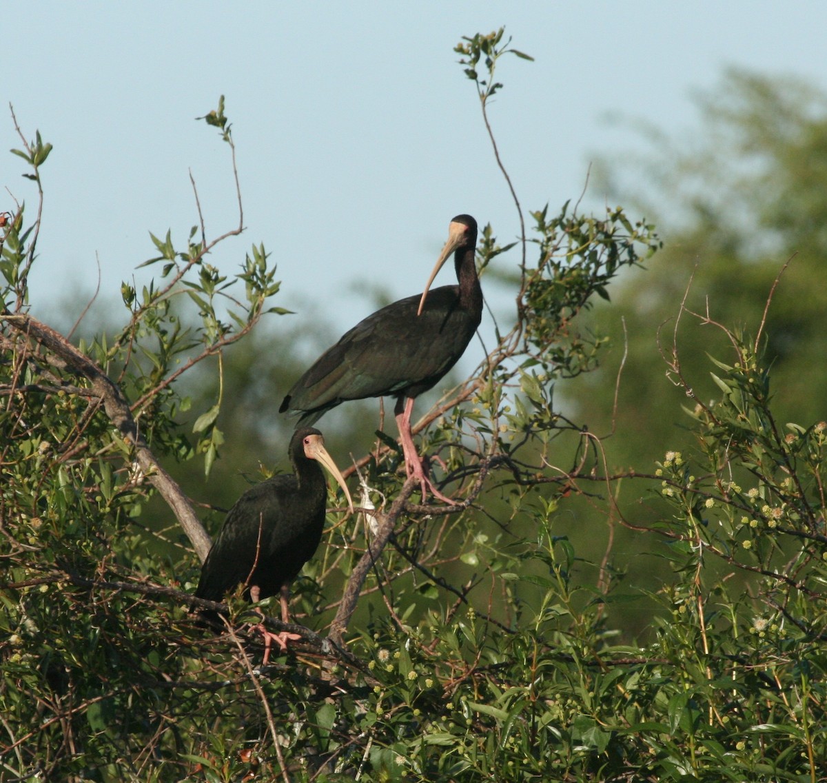 Bare-faced Ibis - ML627781068