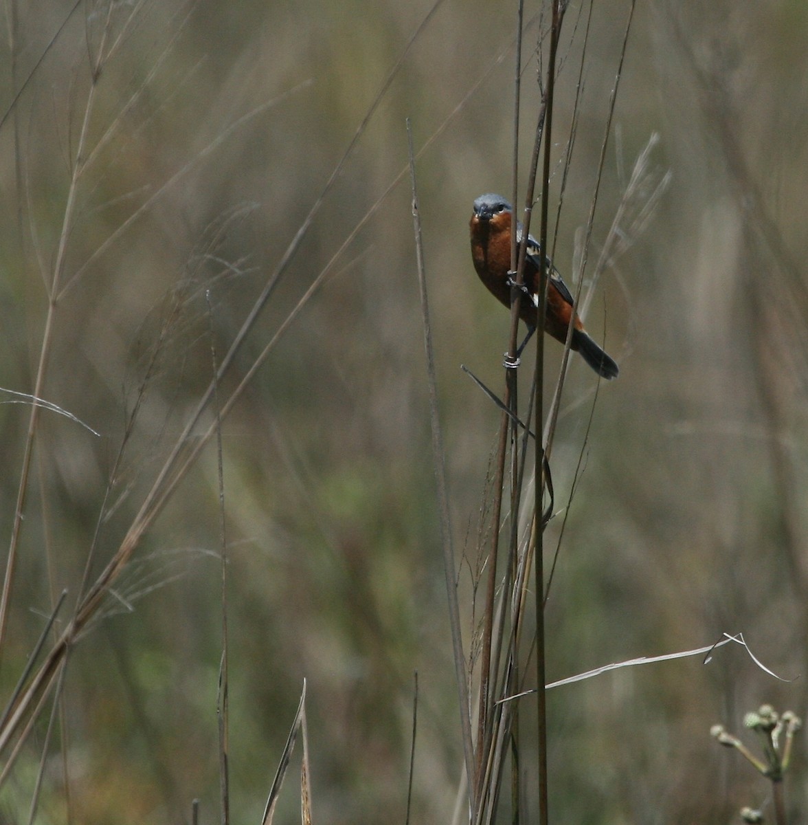 Rufous-rumped Seedeater - ML627781084