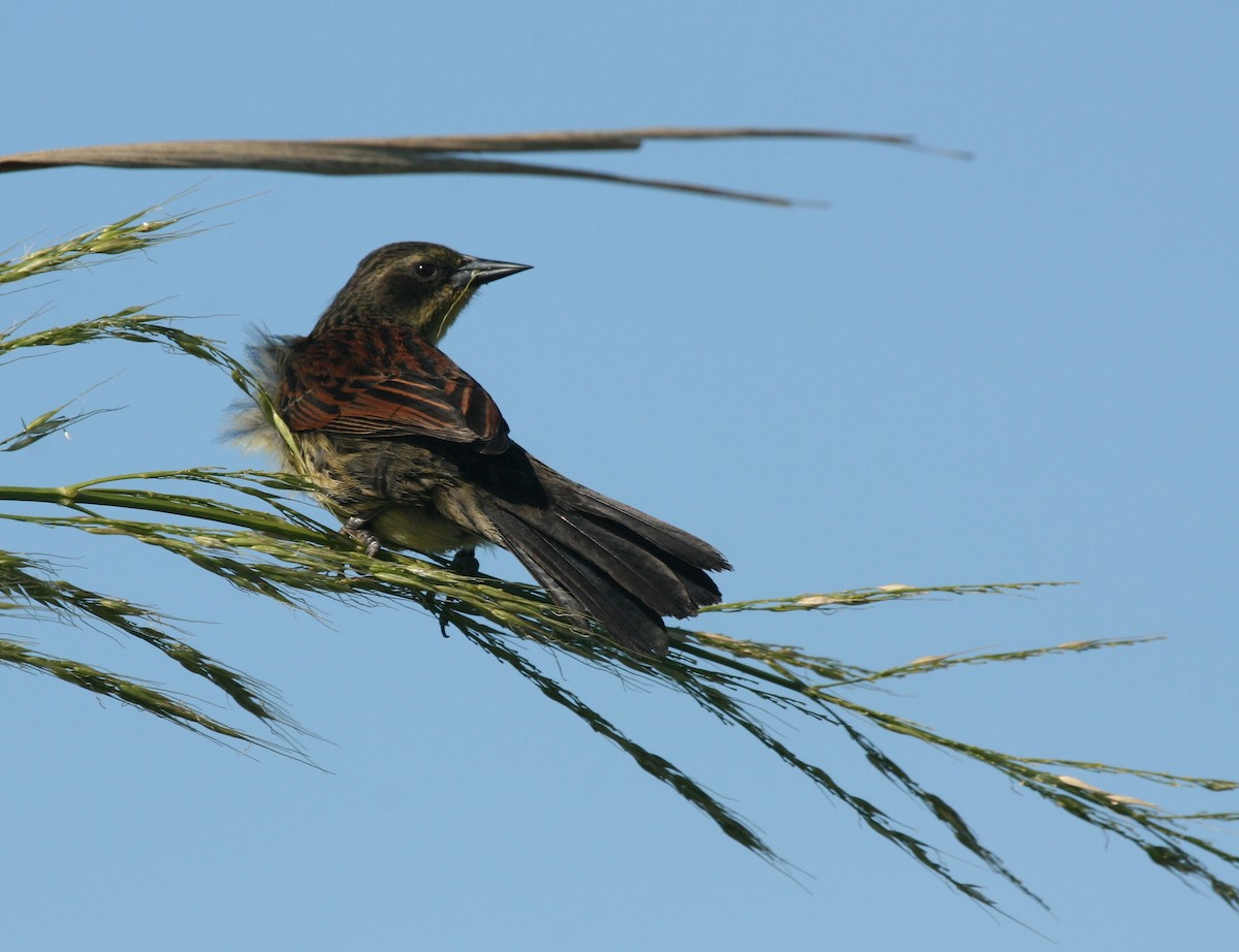 Unicolored Blackbird - ML627781097