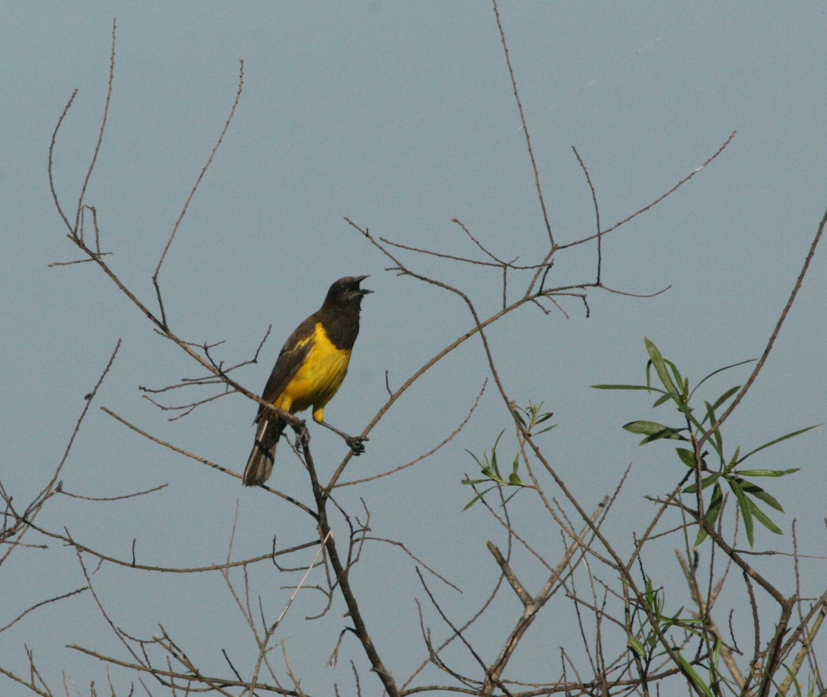 Yellow-rumped Marshbird - ML627781101