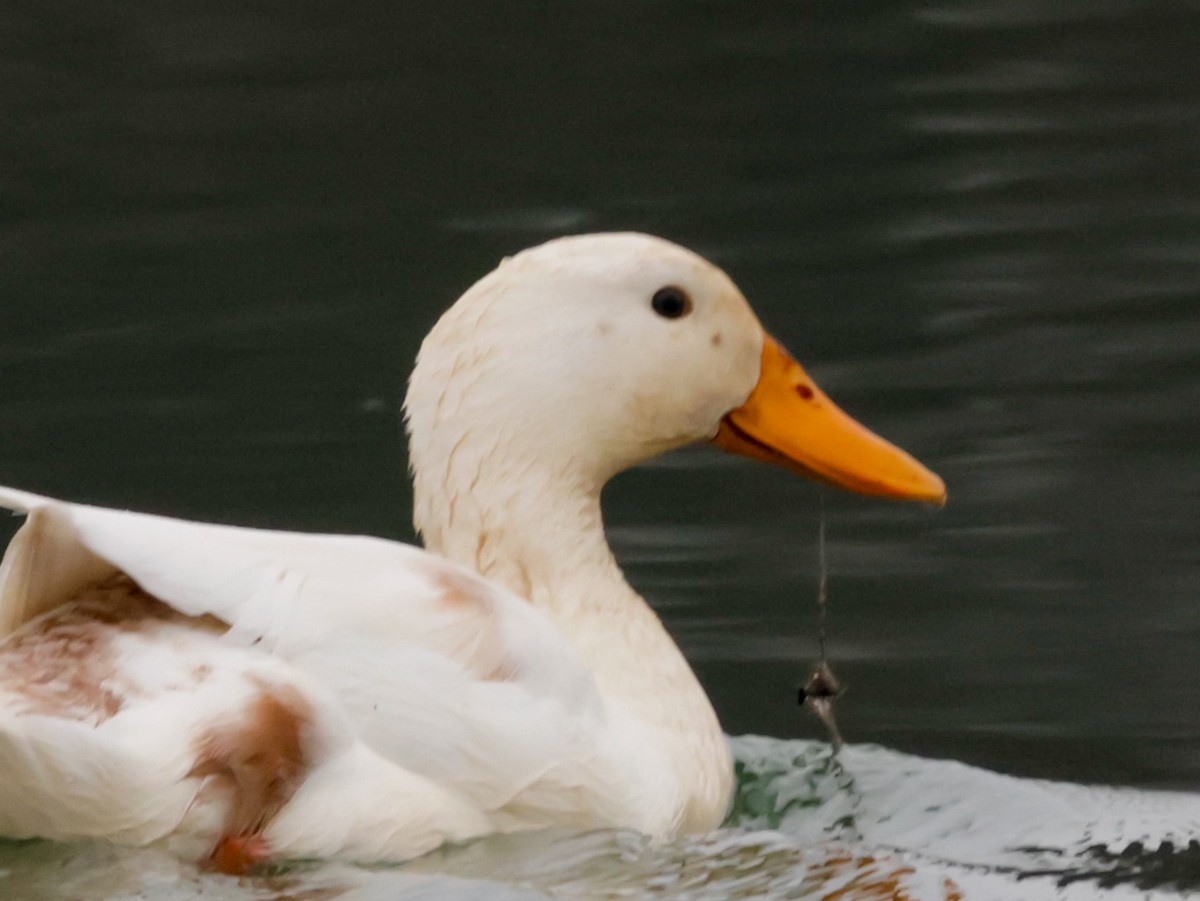 Mallard (Domestic type) - ML627781115