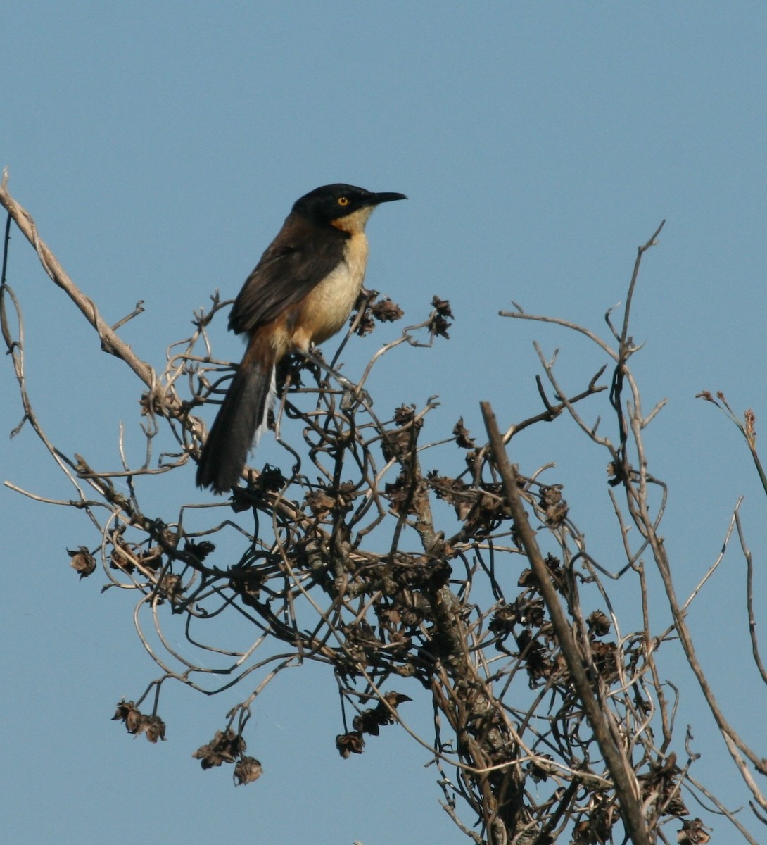 Black-capped Donacobius - ML627781118